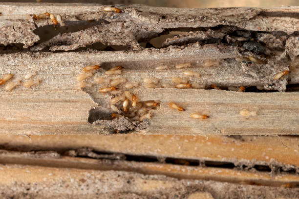 Best Best Pest Control Companies  in South Bend, IN